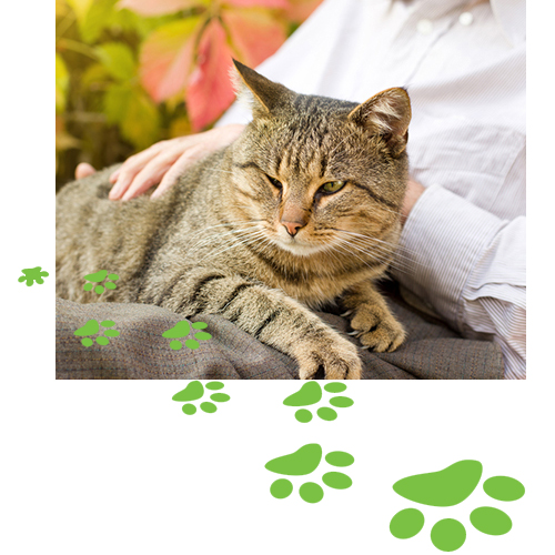 End of life 2024 care for cats