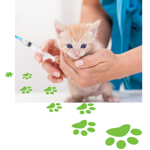 Kitten best sale first vaccination